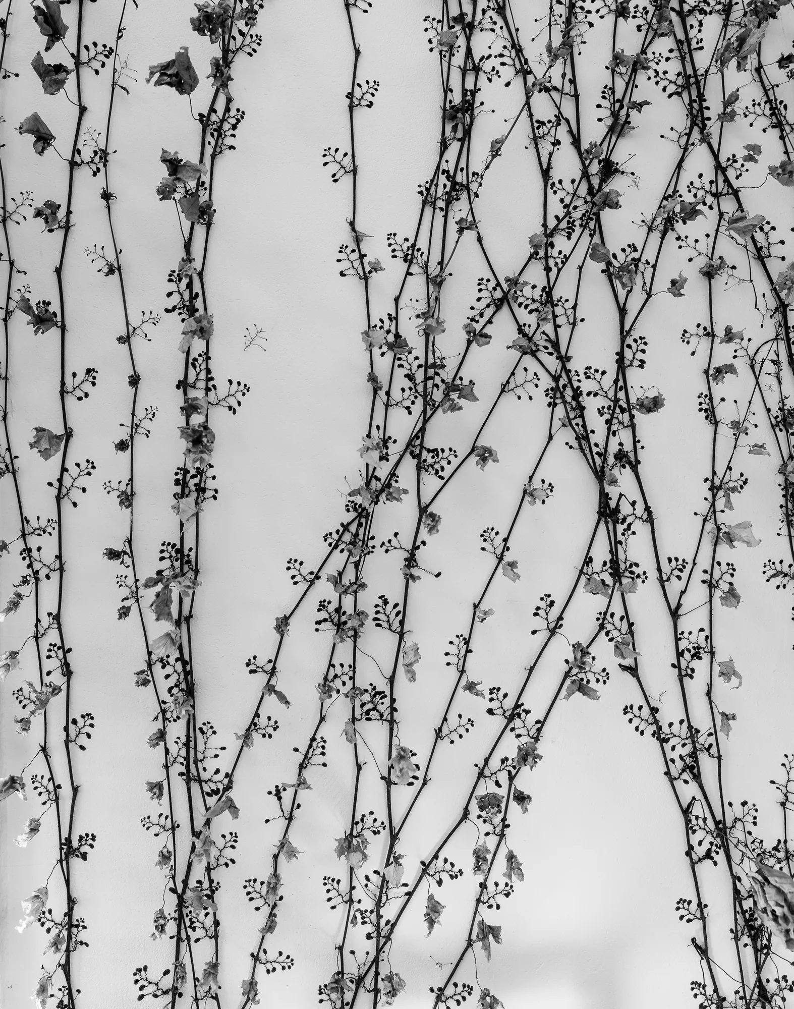 Climbing vine on the wall, black and white photo